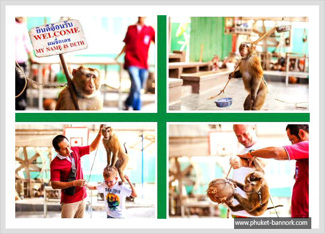 monkey.JPG