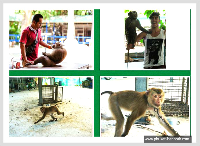 monkey1.JPG