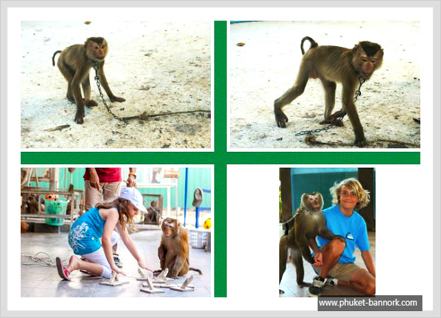 monkey3.JPG